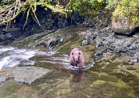 Photo of bear fishing in Alaskan waters