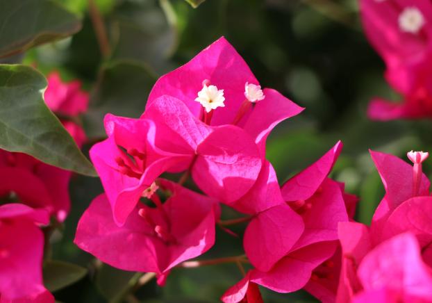 Pink bougainvillea flowers